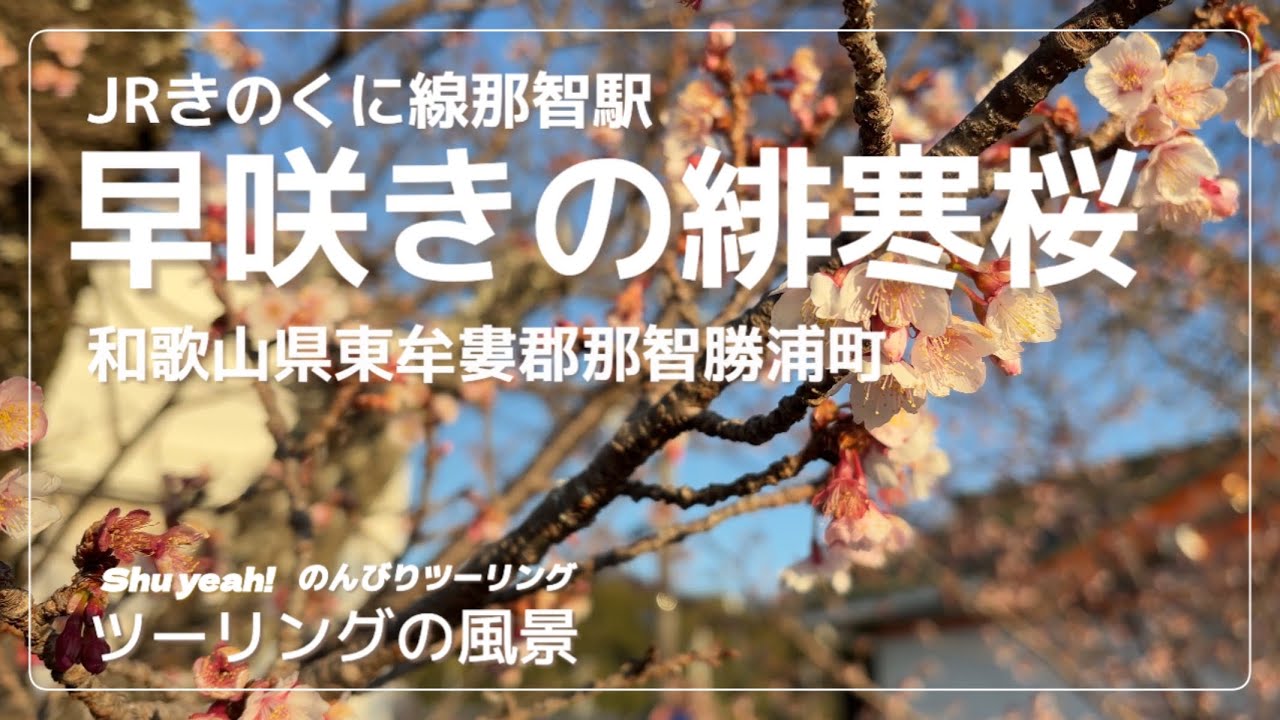 【ツーリングの風景】JR那智駅の緋寒桜を見に行ってきました