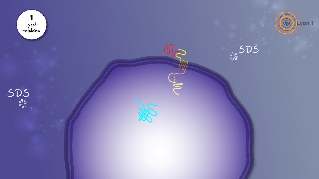 Le western blot : de la paillasse à la vidéo