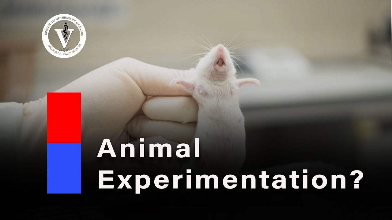 Good or Bad? Animal Experimentation | Animal Welfare Seminar