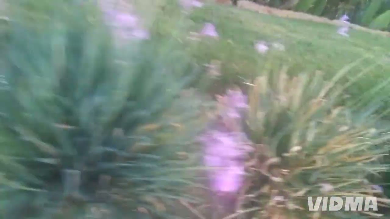 ወንዙና መናፈሻው የተዘፈነነው