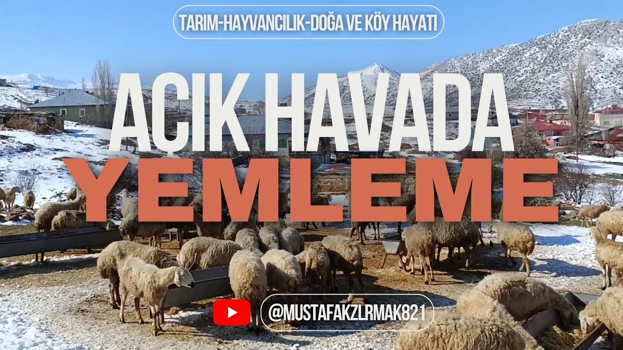 KOYUNLARI AÇIK HAVADA YEMLEMENİN AVANTAJLARI