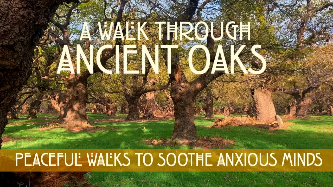 4k Spring Walk through Staverton Thicks Ancient Woodland & Coppiced Oaks. No Music, Spring Birdsong