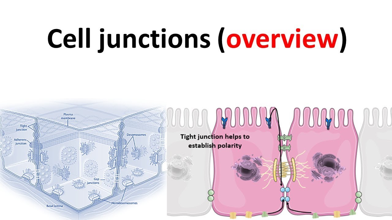 cell junction overview
