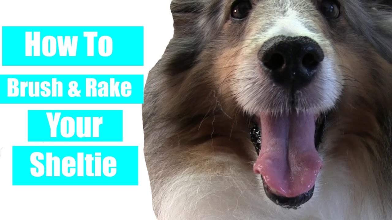 How To Brush & Rake Your Sheltie