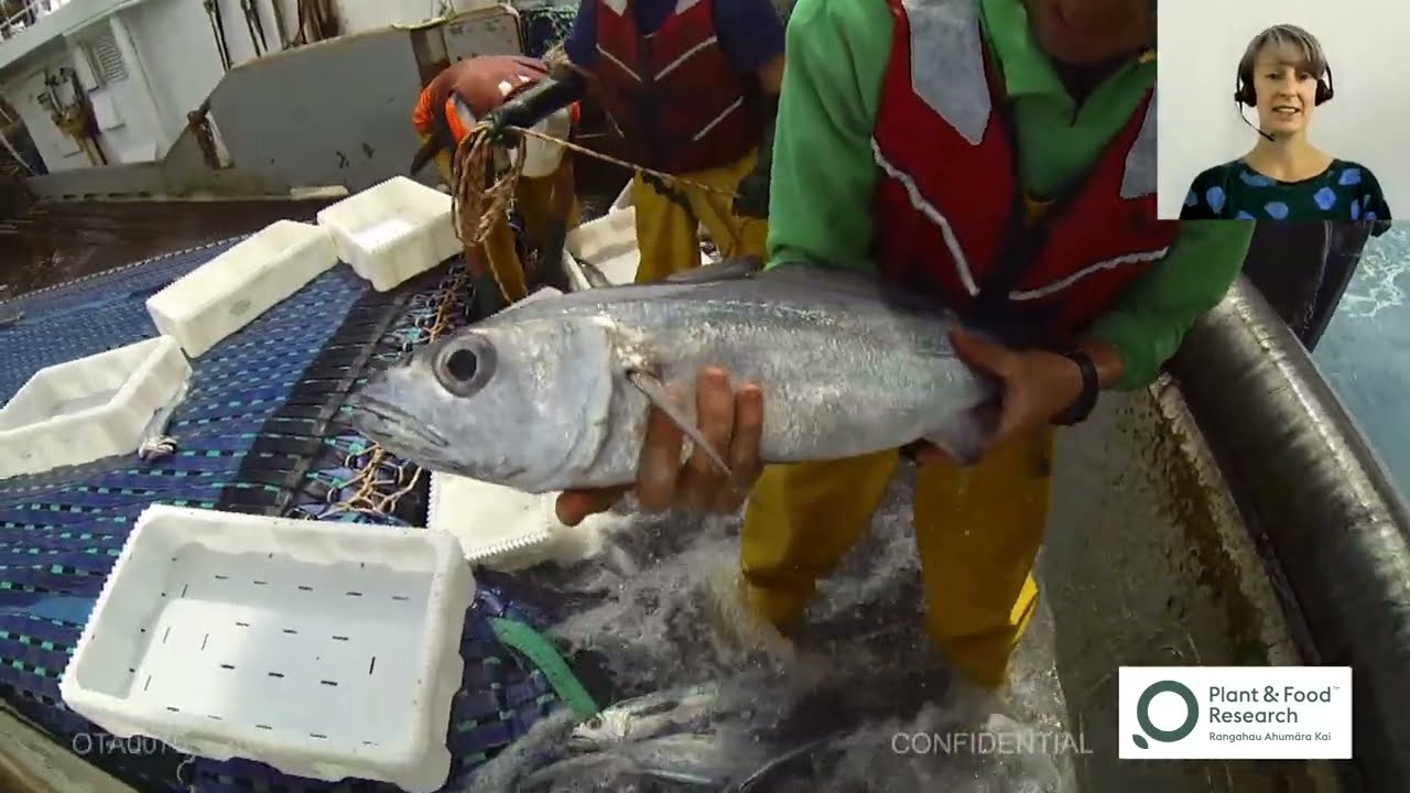 How fish-centric technology development has improved fish welfare and quality outcomes.
