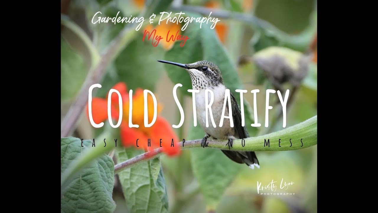 Cold Stratify Seeds - Easy, Cheap & No Mess