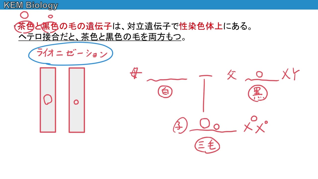 高校理系生物「三毛猫の問題」