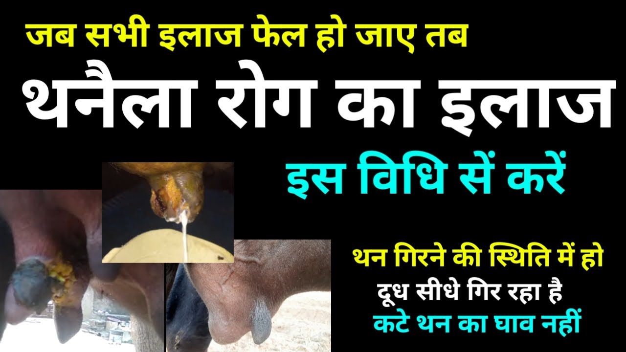 गाय भैंस के थन फटने थन पर घाव जैसे थनैला रोग का इलाज mastitis cure by D D Ramawat