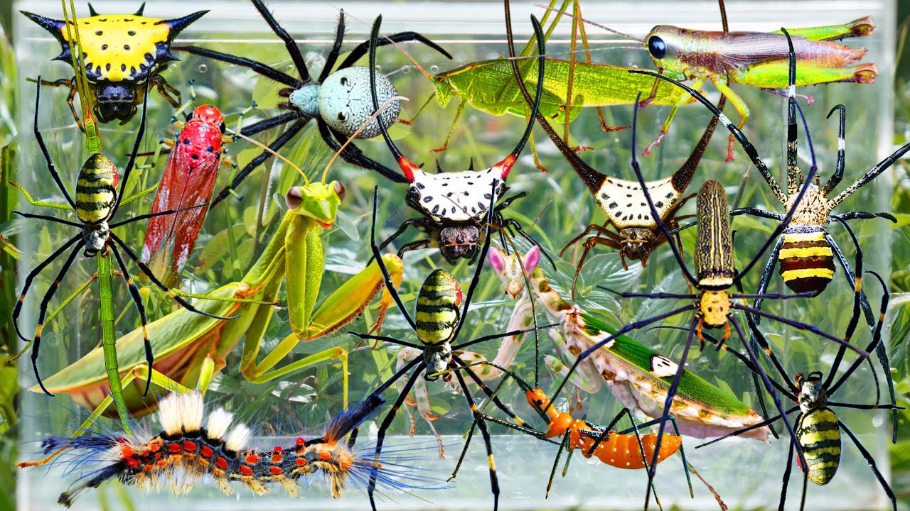 Hunting Rare Insects in the Forest | Giant Mantises, Devil-Horned Spiders, Joro Spiders & More