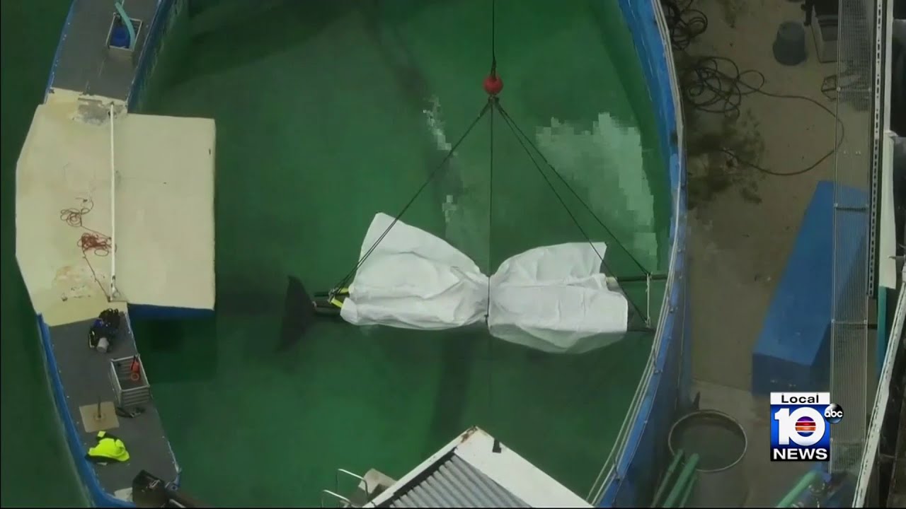Necropsy report on beloved whale Lolita released by Miami Seaquarium