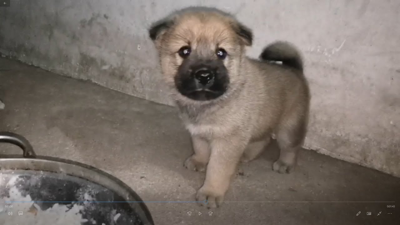 中华田园犬小奶狗吃满月饭，边吃边玩津津有味，吃饱就睡，太萌了