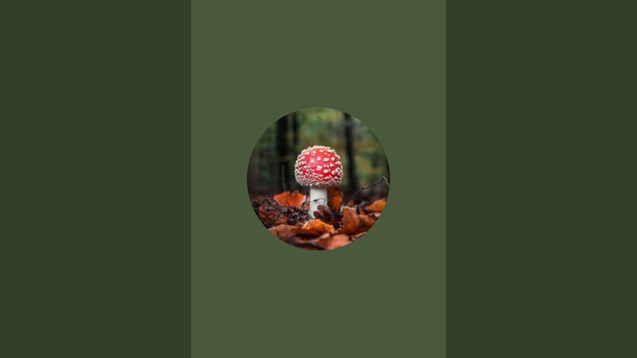 МУХИЧ АЛТАЙСКИЙ🍄 в прямом эфире!