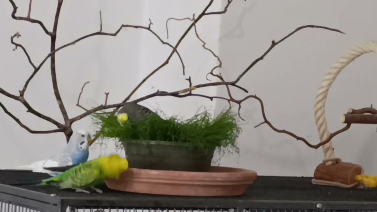 Meine 3 Jungs beim Knabbern 