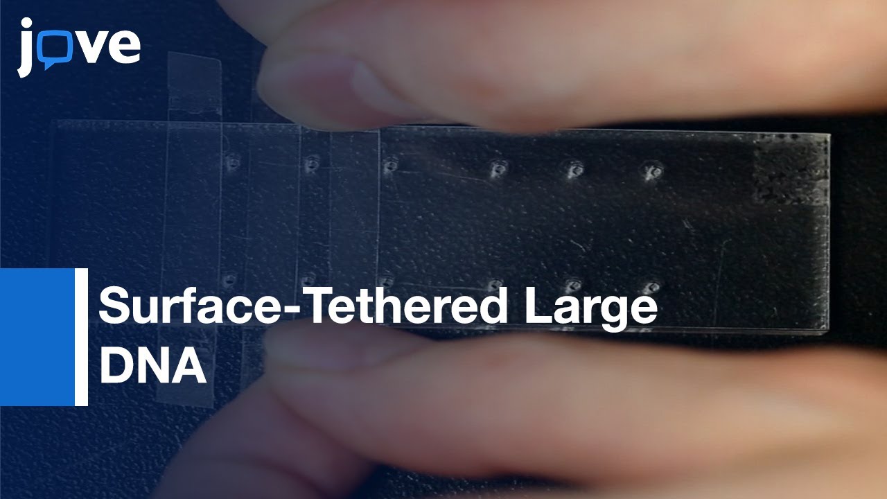 Surface-Tethered Large DNA Molecules With Fluorescent Protein DNA Binding Peptide l Protocol Preview