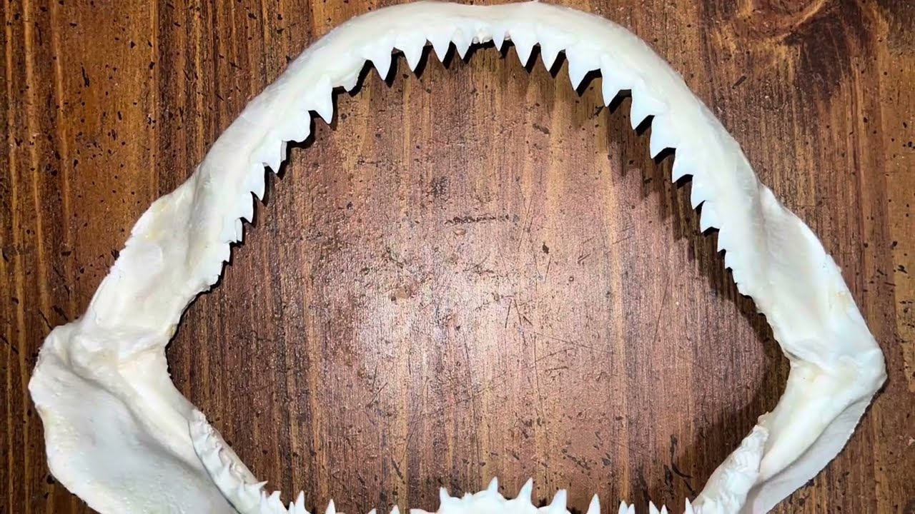Preserving A Shark Jaw How To Taxidermy Jaws DIY