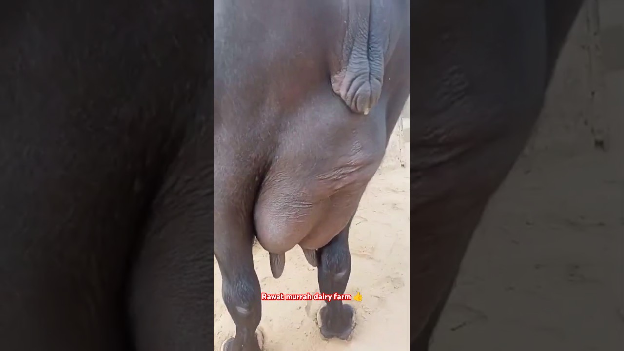 Hi Udder Quality Murrah Buffalo 🐃 Top Udder Murrah Buffalo