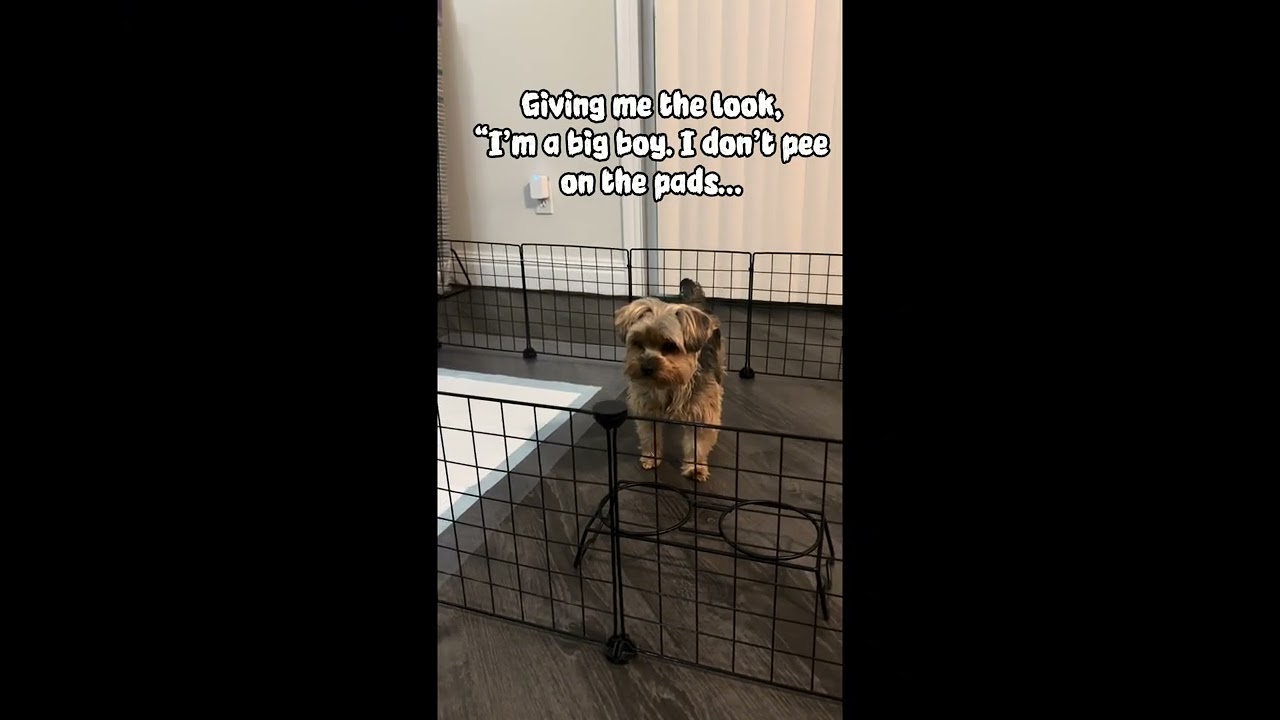 My yorkie protesting to pee on the pad. I want outside 🤪