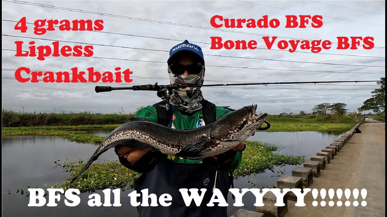 Snakehead Fishing on BFS, Curado BFS & Bone Voyage BFS