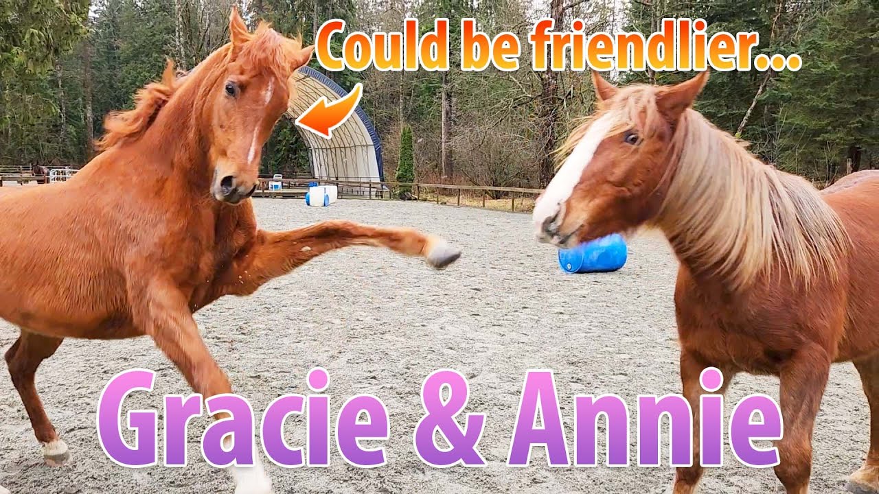 An Arabian And A Mustang Hang Out