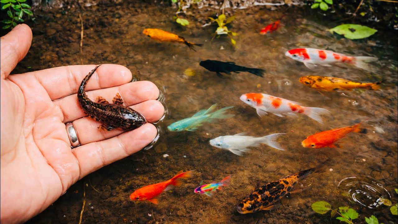Serok Ikan Hiu Kecil, Ikan Sapu-sapu Albino, Ikan Lele Bule, Ikan Cupang, Ikan Koi dan Ikan Koki 😱