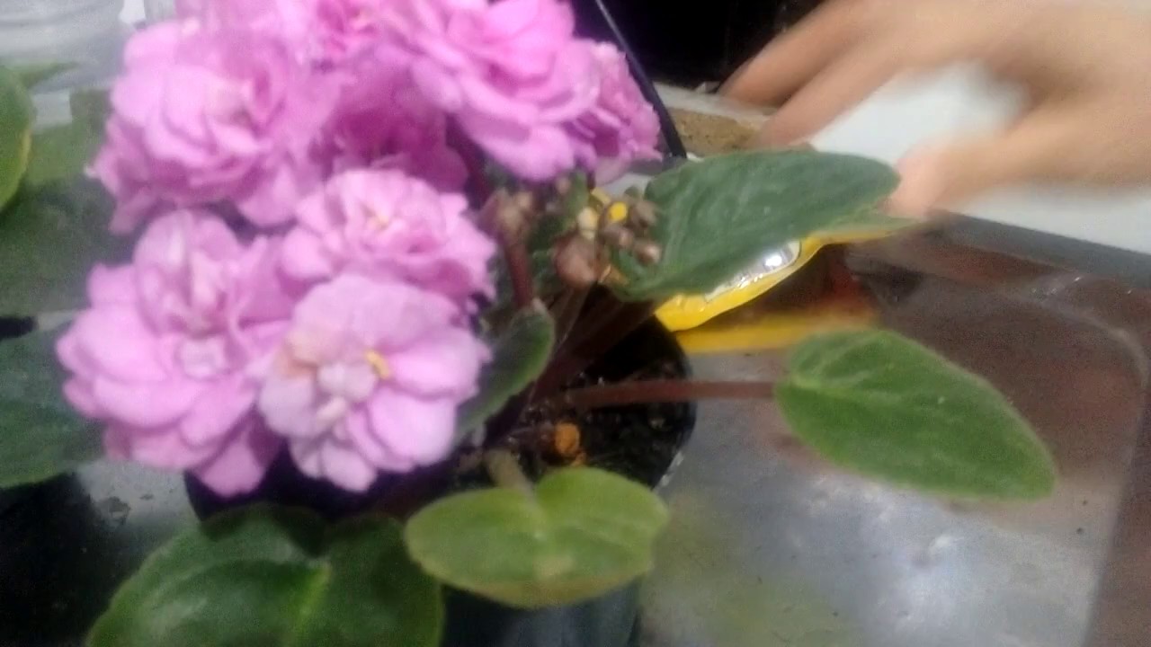 Enxerto de violetas