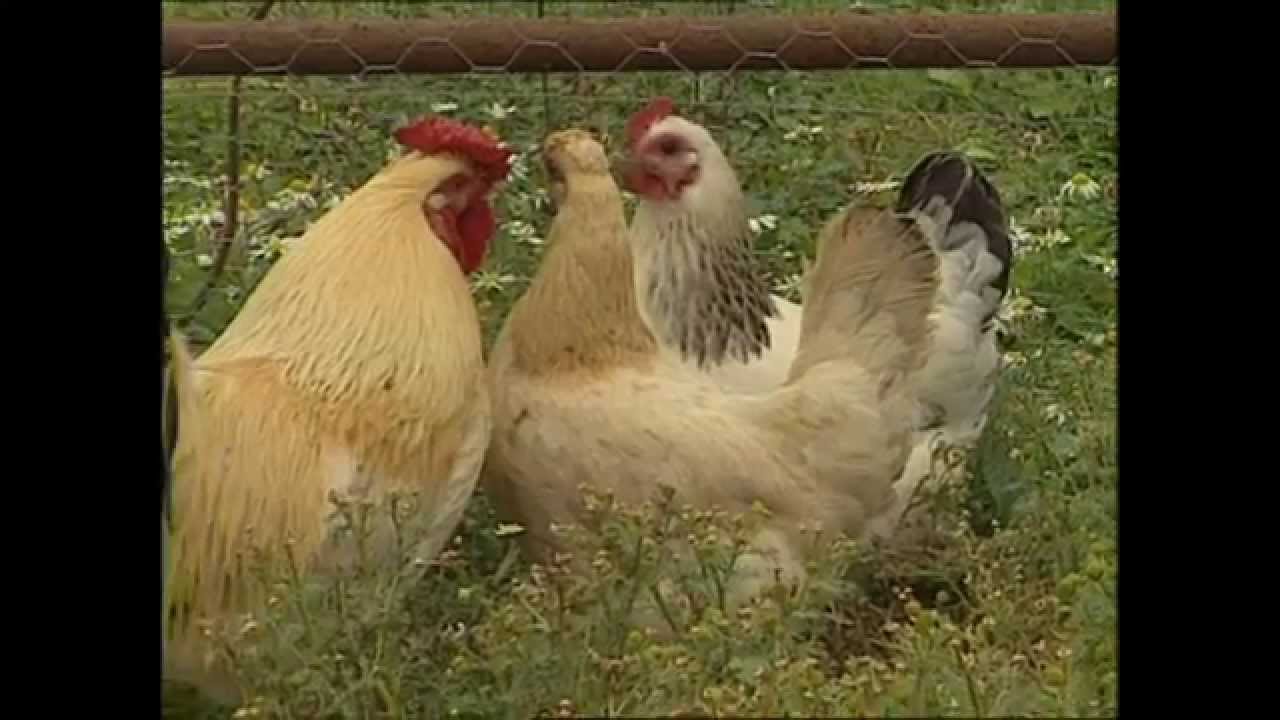 A Guide to Keeping Hens in your Garden - With Francine Raymond - (Trailer for DVD)