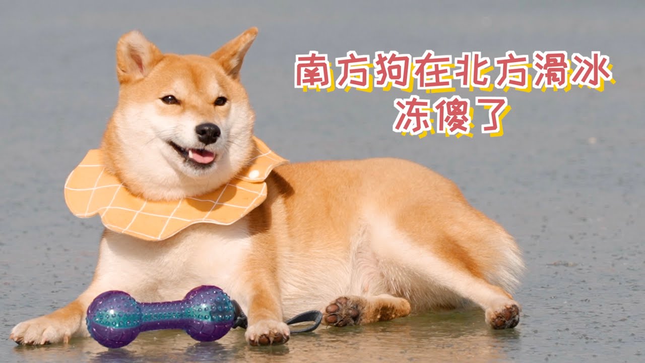 南方狗在北方滑冰，冻傻了！肚子贴在冰面上