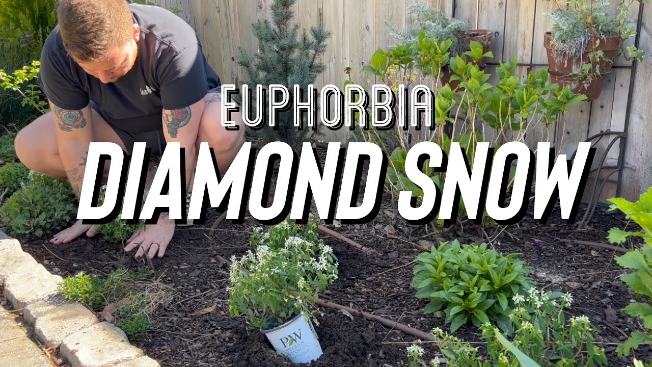 Planting Proven Winners Diamond Snow Euphorbia 💎❄️🌿 ||@ProvenWinnersYouTube