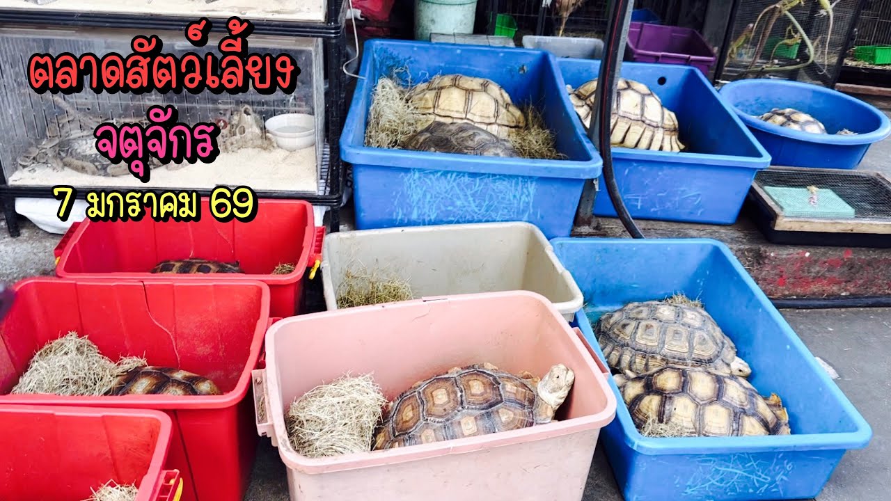 Zing’s Day l ตะลุยสัตว์เลี้ยงจตุจักร 7 มกราคม 69 (Ep.336)