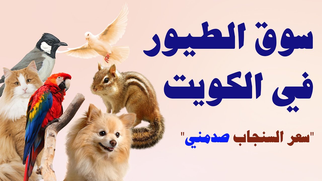سوق الحمام والطيور في الكويت
