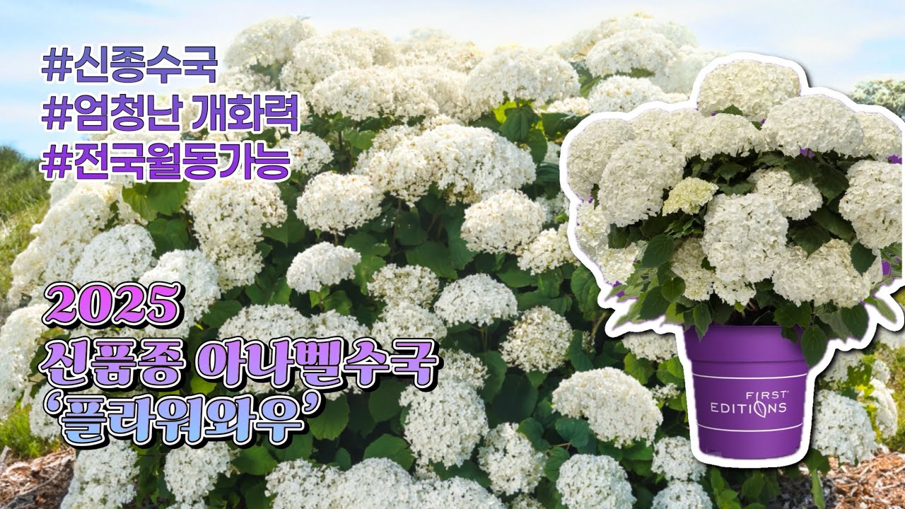 [2025신품종] 엄청난 개화력을 가진 아나벨수국, 플라워와우가 왔습니다🤍