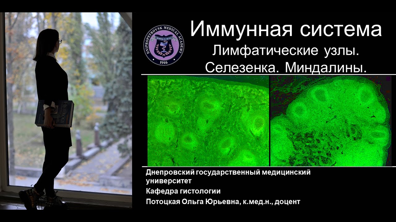 10. Периферические лимфоидные органы: лимфатические узлы селезенка миндалины. Лекция по гистологии