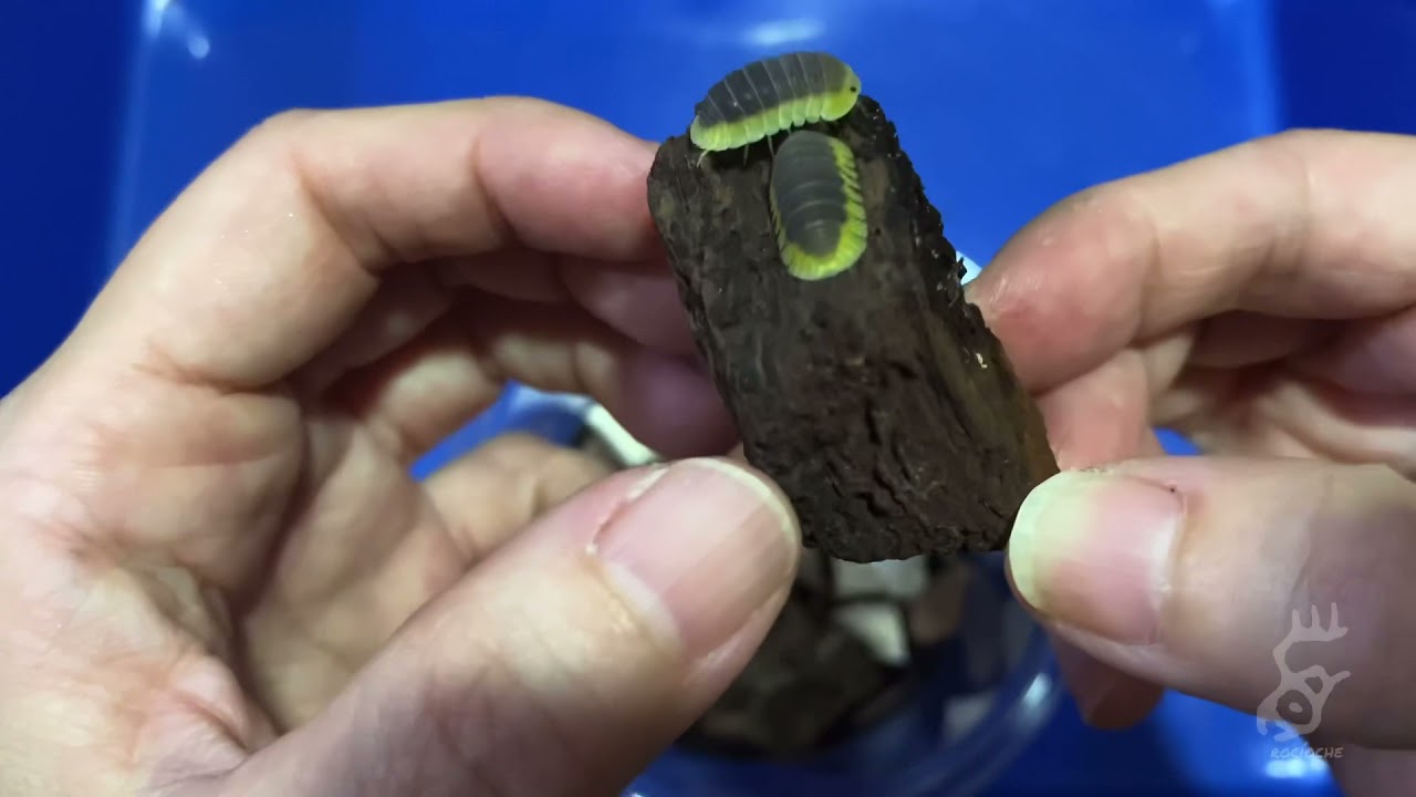 Isopods’ Talk - 小小檸檬藍