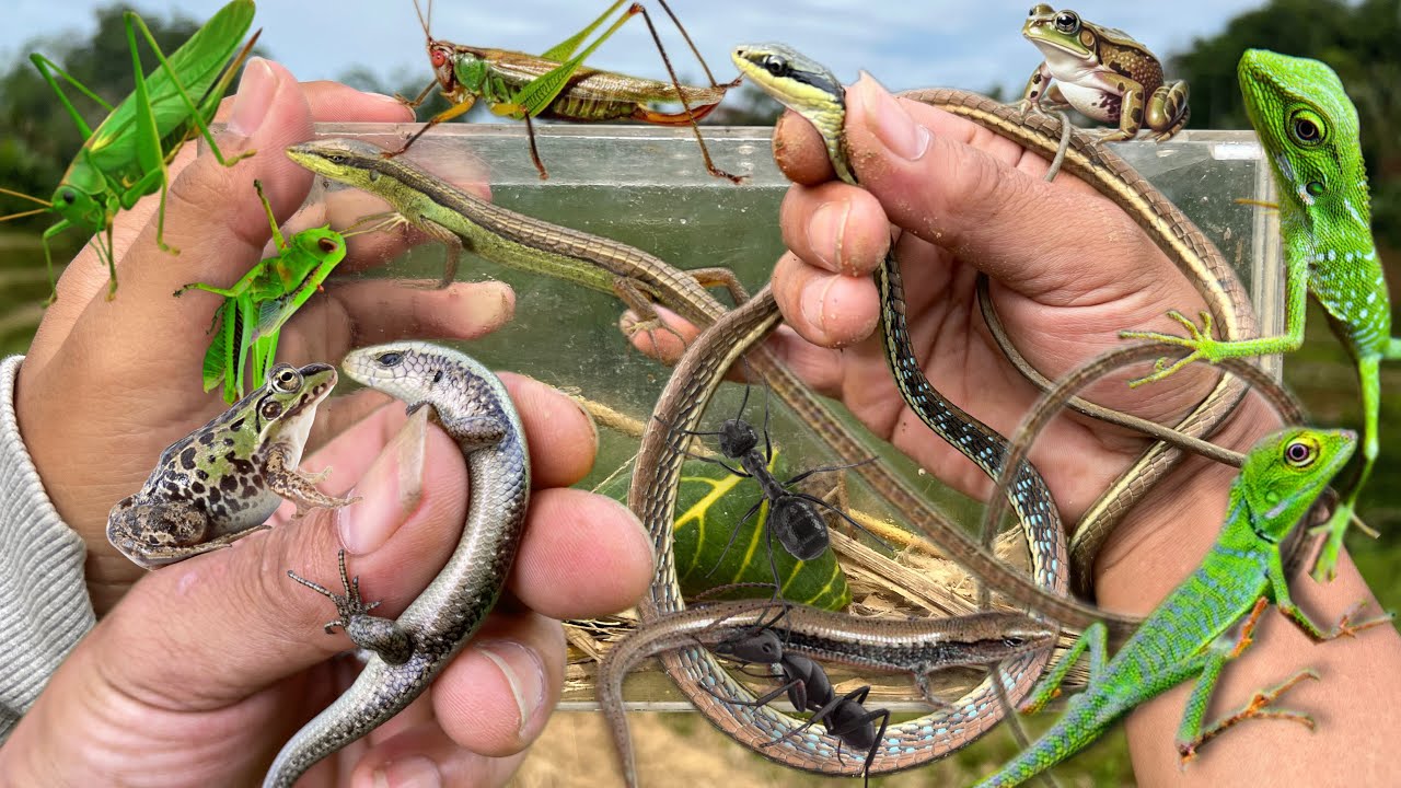 Hunting cute baby reptiles‼️catch grasshopper, baby lizard, snake, baby frog, grass lizard