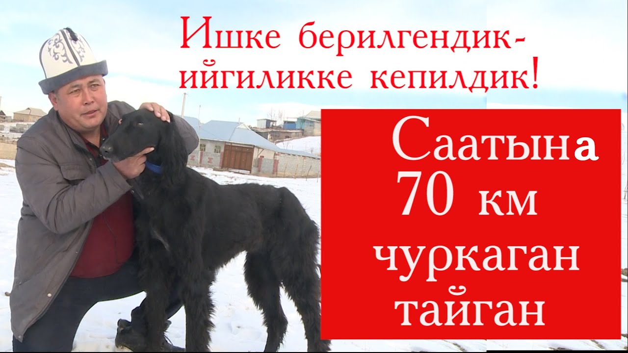 СААТЫНА 70 км ЧУРКАГАН ТАЙГАН. Ишке берилгендик - ийгиликке кепилдик!