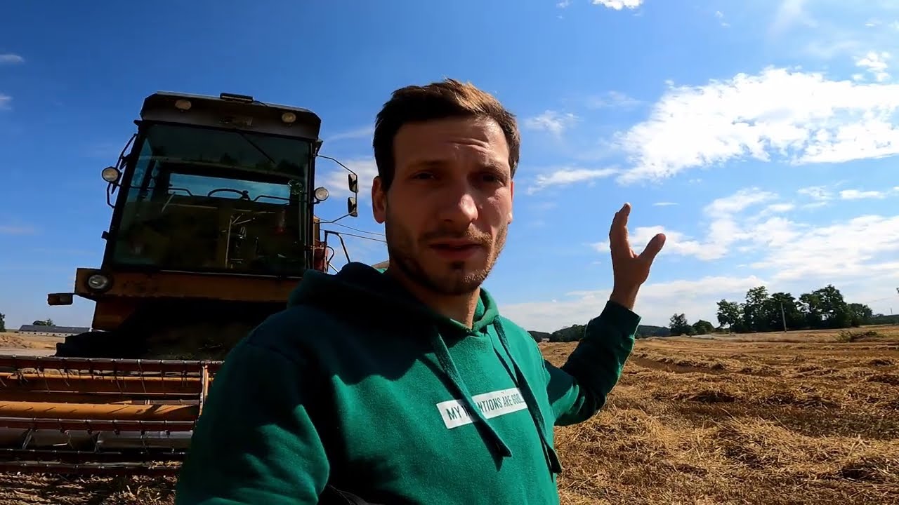 Pszenżyto Tadeus- bardzo dobry plon. Bizon się grzeje 😐