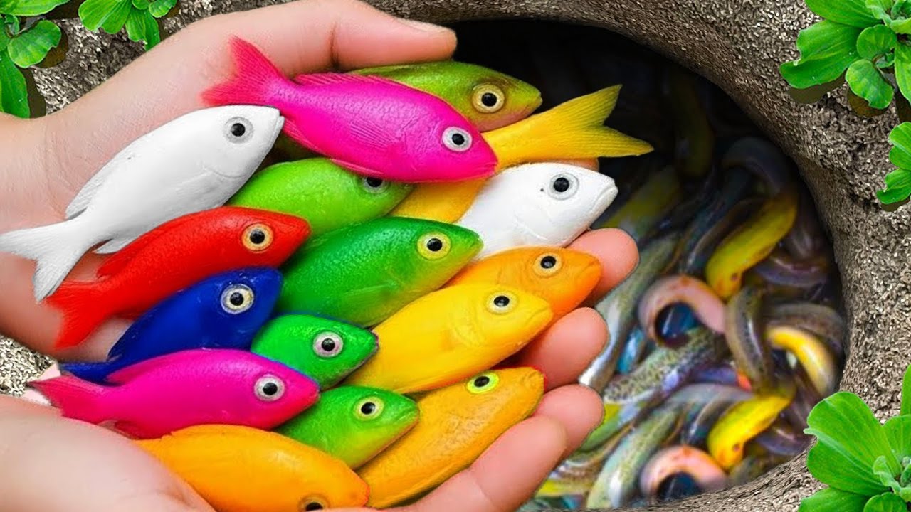 Catch beautiful aquarium fish in small pond baby turtles, pencil fish, nemo fish, eel, molly fish.