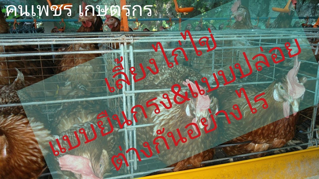 เลี้ยงไก่ไข่ 1000ตัว มีรายได้เท่าไร อ.ท่ายาง จ.เพชรบุรี