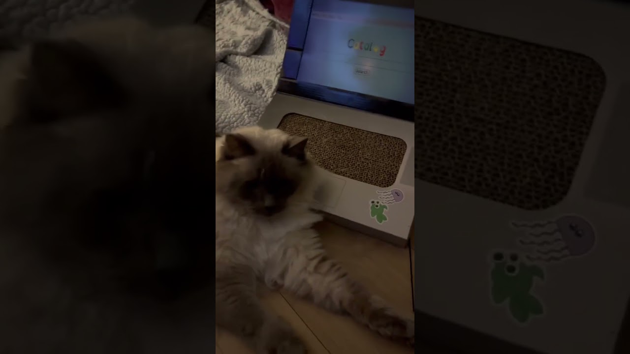 Cats On Computers Rag Doll Kitty Kat Mouse American California Animals Doing Funny Things Puss Cat