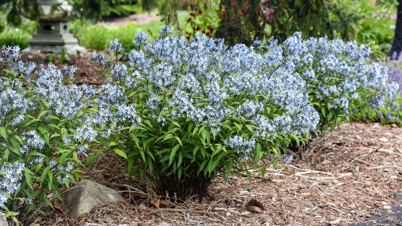 Common Amsonia Types and Varieties to Try | Walters Gardens