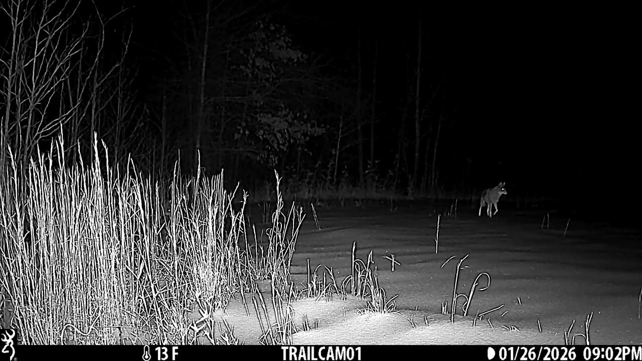 Yotes