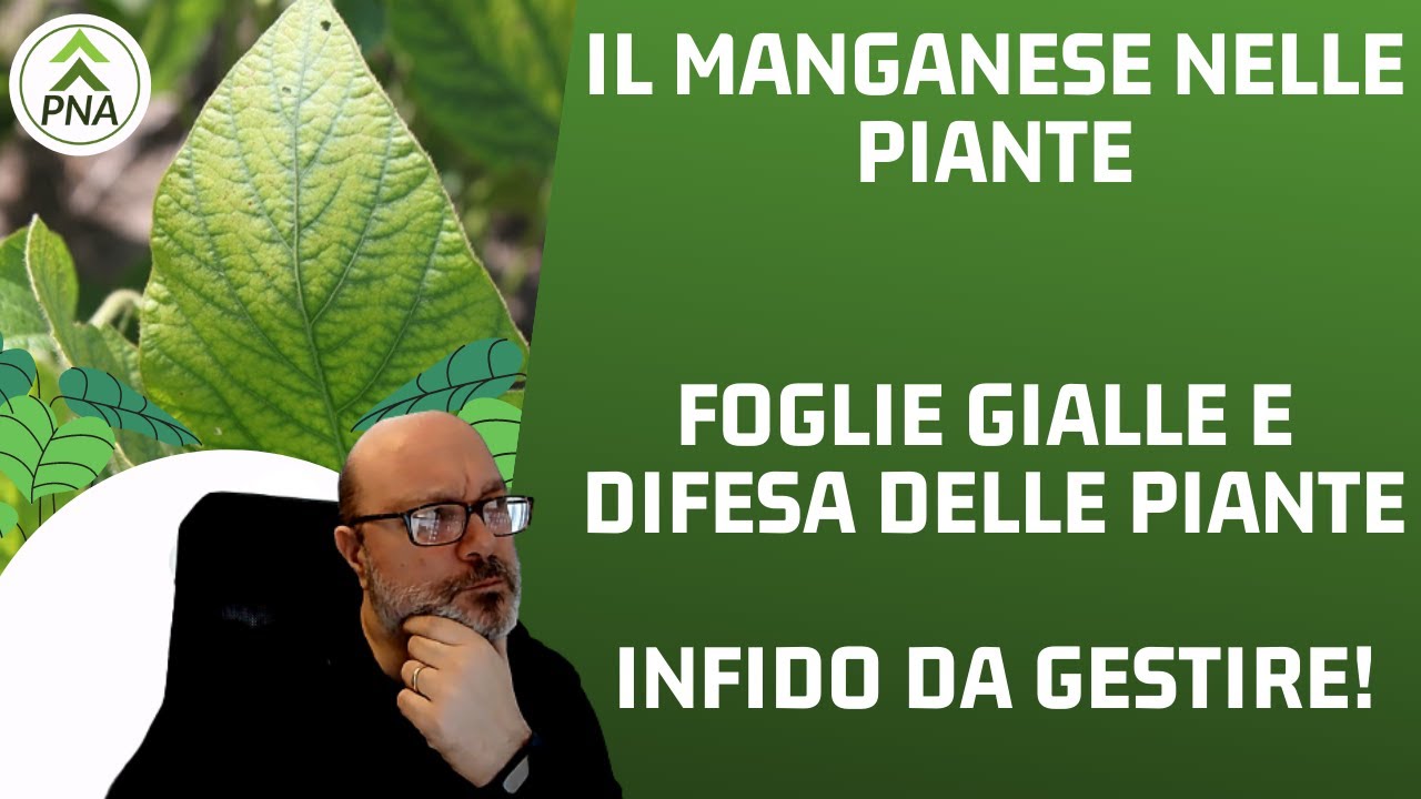Il Manganese nelle piante: foglie gialle e difesa, come evitare la carenza!