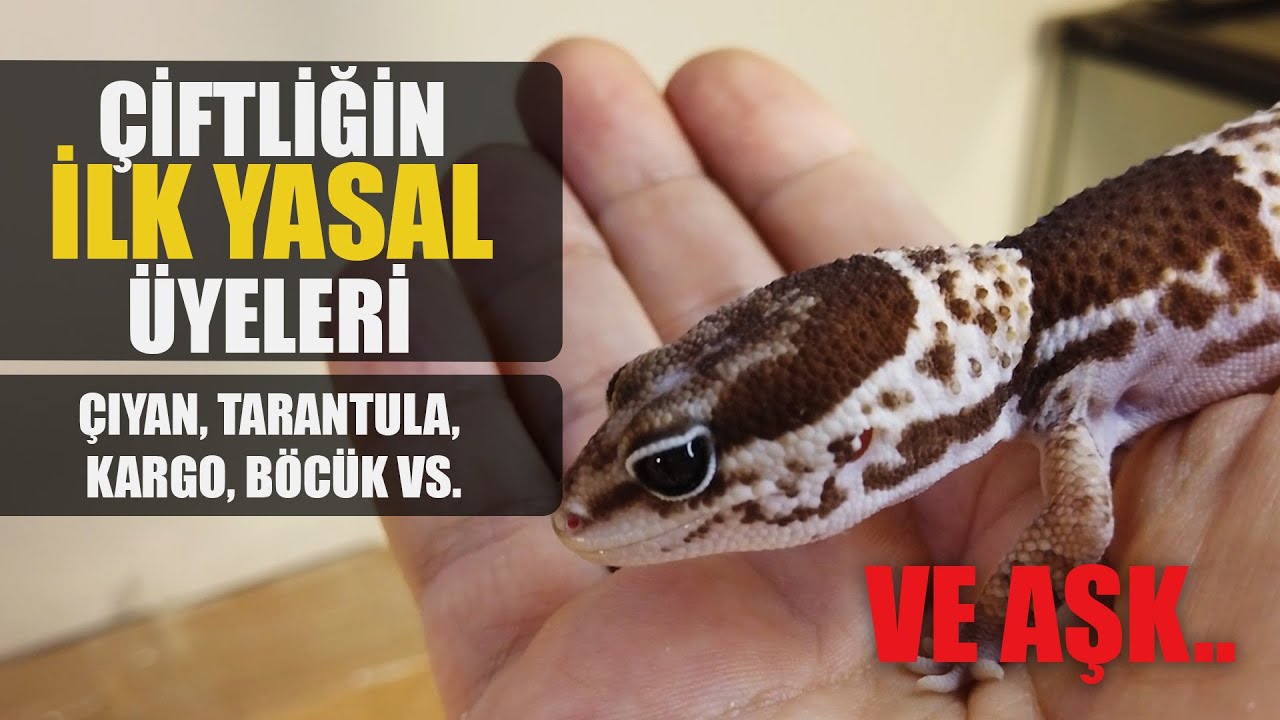 #KÇ4 HAYIRDIR BİLADER? SSH. GECKO VAR, TARANTULA VAR! NE BAKIYON?