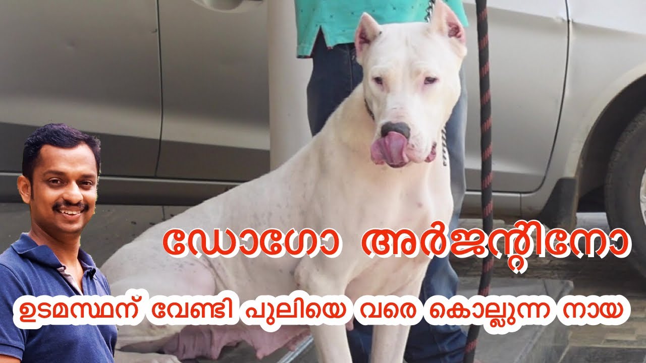 dogo argentino dog #dogo argentino malayalam #dogo argentino farm #dogo argentino #best dog #kl6 #kl