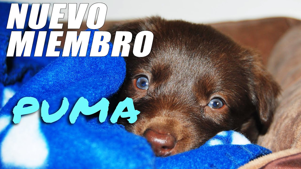 Nuevo cachorro en casa! Border Collie