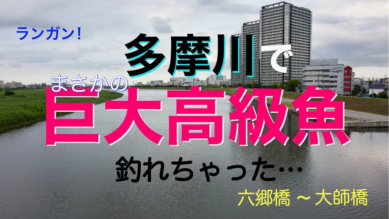 【多摩川でまさかの巨大高級魚が釣れちゃった… 】梅雨時の多摩川シーバス デイゲーム！まさか、こんな魚が釣れるとは！
