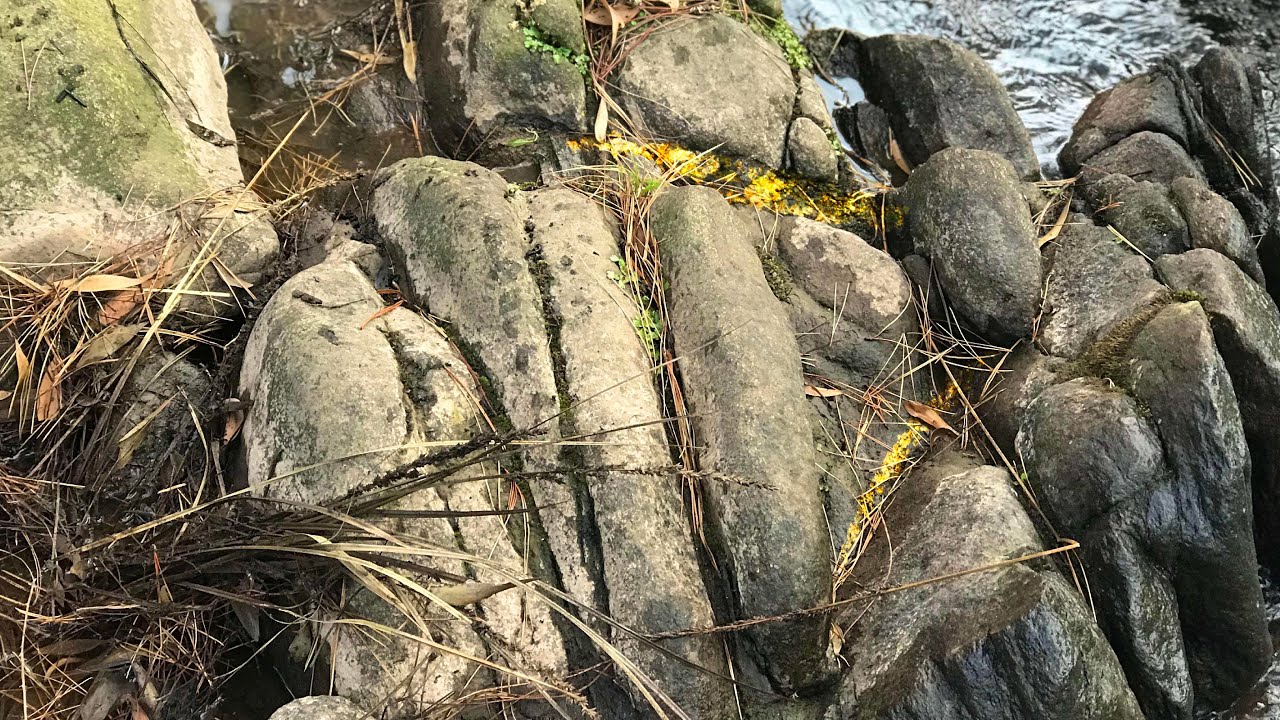 GOLD Crevicing for RICH GROUND after BUSHFIRE (Pickers Found)