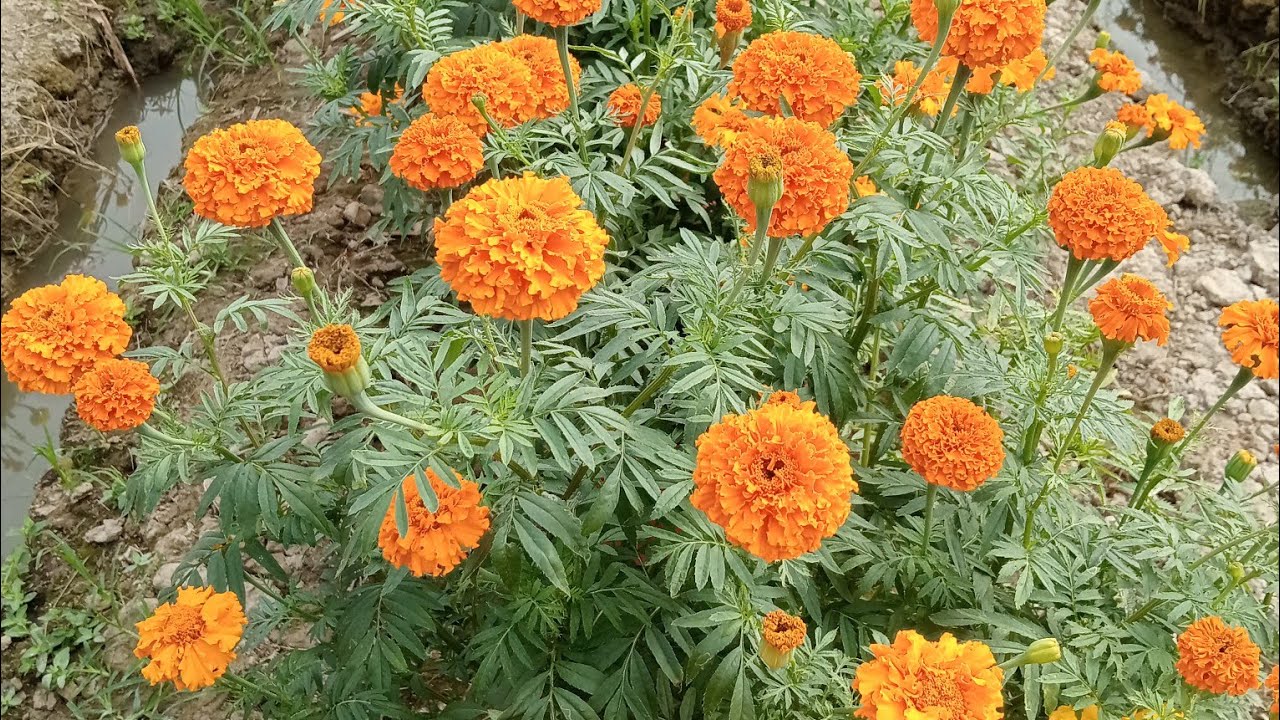 VĂN CHÍNH NGUYỄN 1986⚡⚡ đang phát trực tiếp! hè lô cả nhà 😊😁💐💐