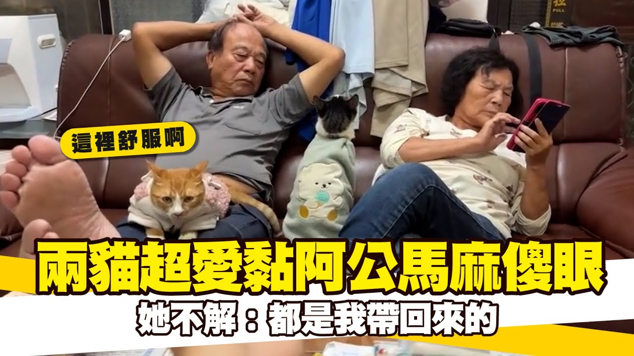 兩貓超愛黏阿公馬麻傻眼　她不解：都是我帶回來的｜#寵物雲
