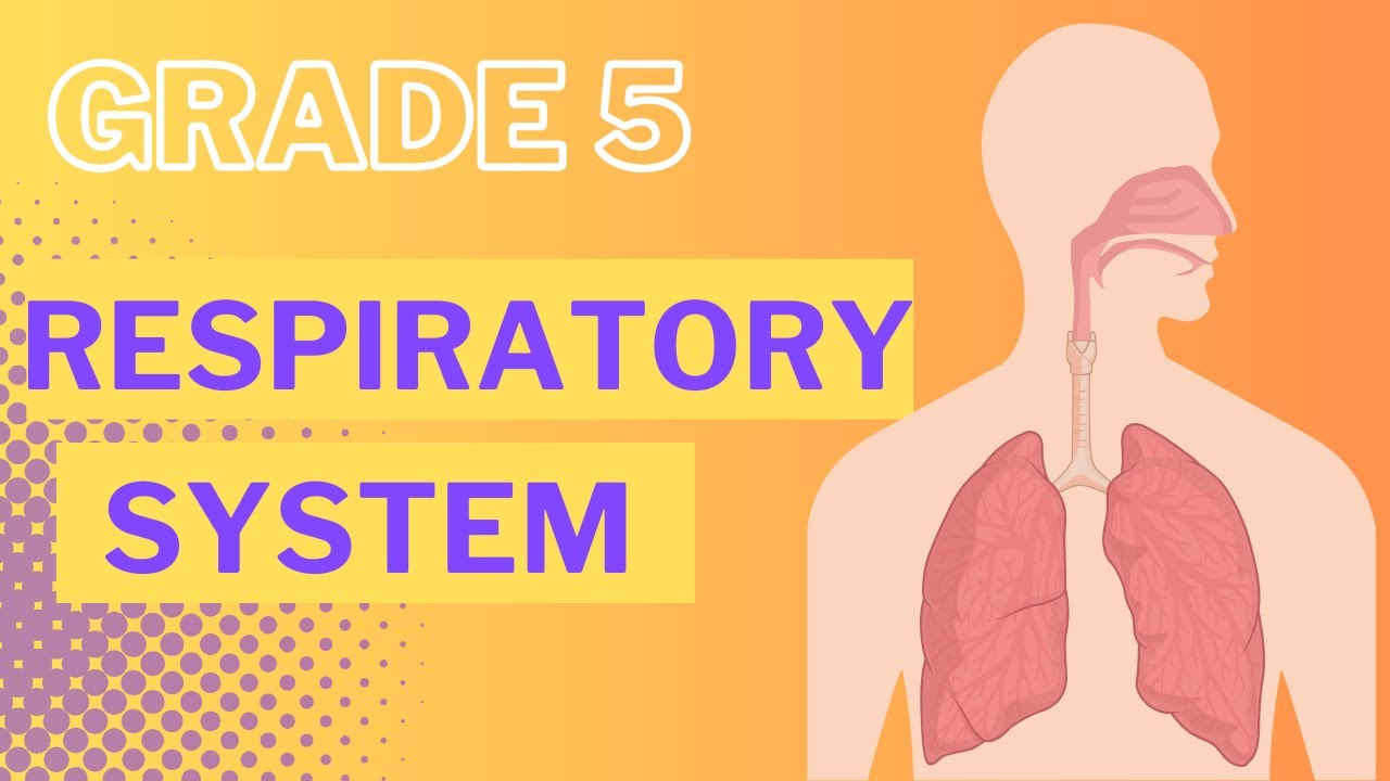 Grade 5 Respiratory System